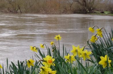 National Trust Weir Gardens a flooded river with daffodils in the foreground