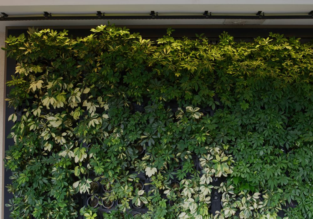 live green wall